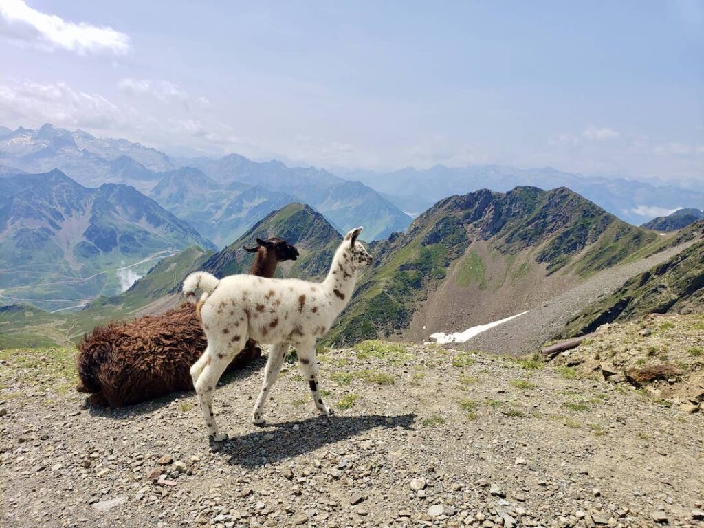 Lamas au Pic du Midi de Bigorre